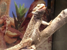 Rest in peace, Lizard Dude