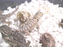 Baby Bearded Dragon Runt