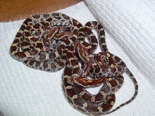 Corn hatchlings