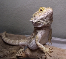 Strike a Pose