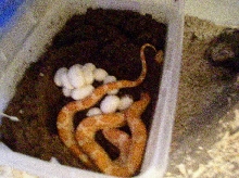 Corn Snake with eggs