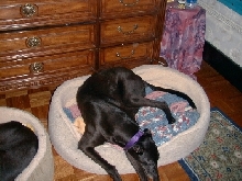 Nala Sleeping