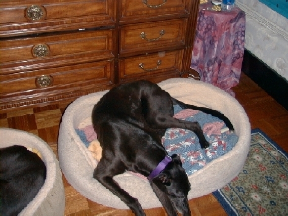 Nala Sleeping
