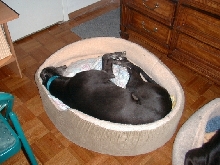 Shenzi Sleeping