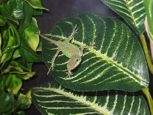 Green Anole
