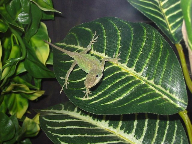 Green Anole