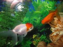My goldfish