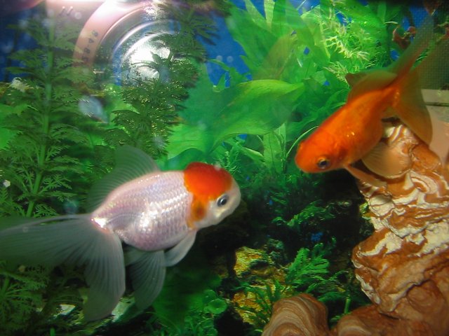 My goldfish