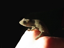 Tiny Chameleon