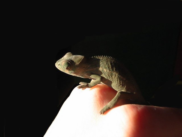 Tiny Chameleon