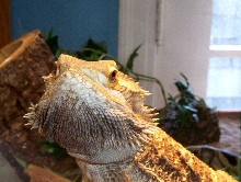 Maxwell, My 1 3/4 year old Beardie