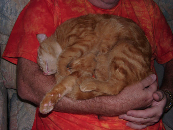 Morris comfy on daddy