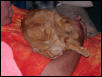 Morris napping on daddy