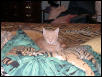 Taffee blends in