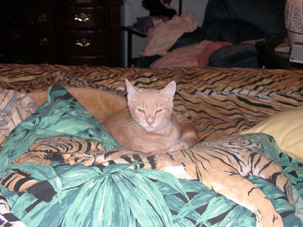 Taffee blends in