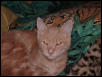 Taffee's eyes reflect gold