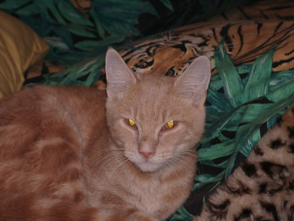 Taffee's eyes reflect gold