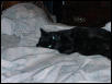 Velvet in bed