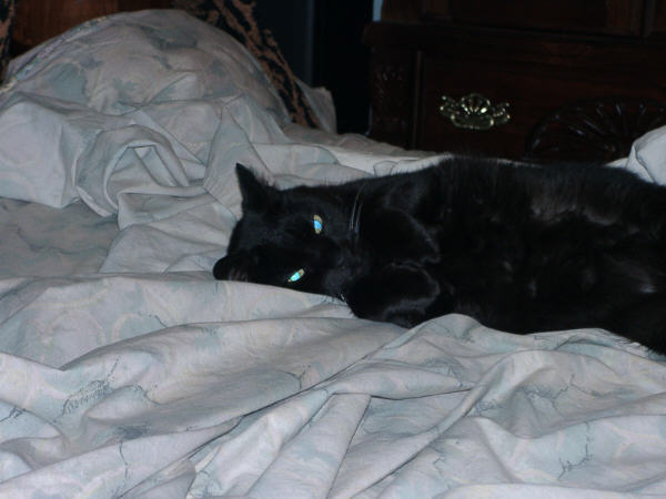 Velvet in bed