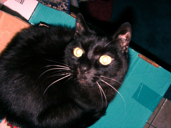 Velvet in tree top box