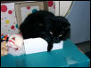 Velvet in box