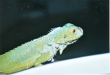 Green Iguana