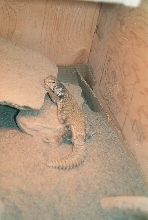 female uromastyx