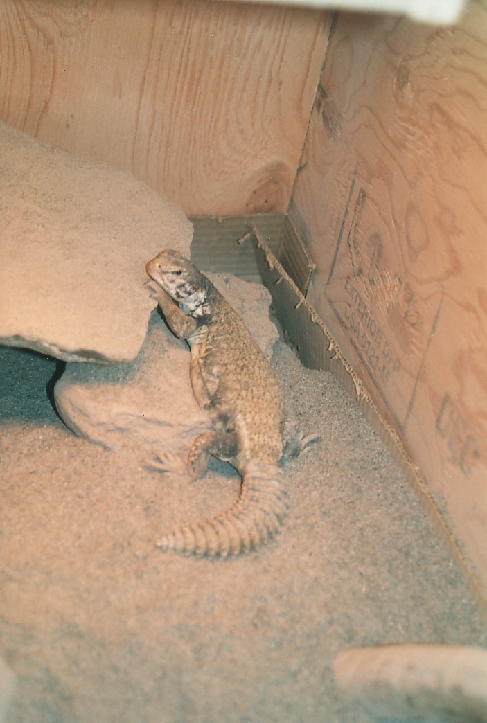 female uromastyx