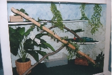 iguana's house