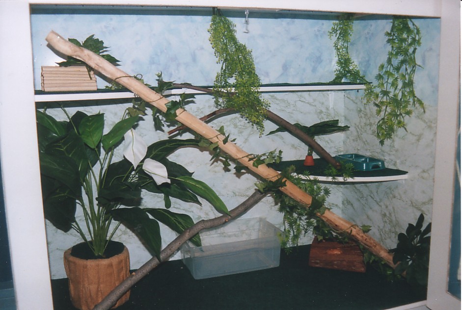iguana's house
