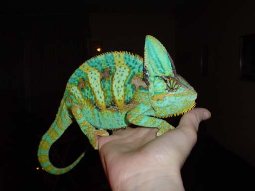 Showing some colour