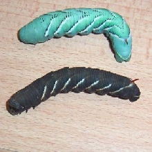 Black Hornworm