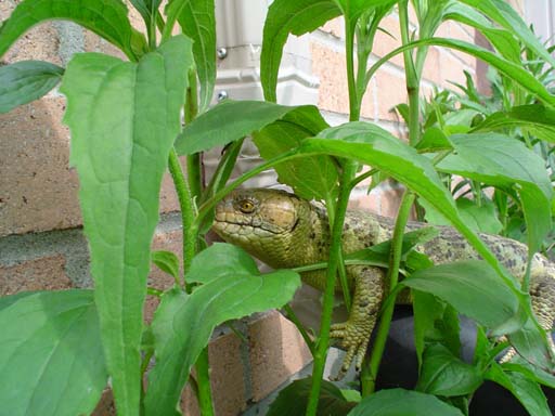 You can't see me.....