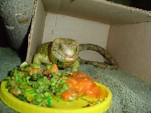 Dinner Time...