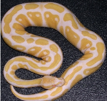 2003 HI-CONTRAST ALBINO MALE