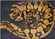 ADULT MALE PASTEL JUNGLE BALL PYTHON