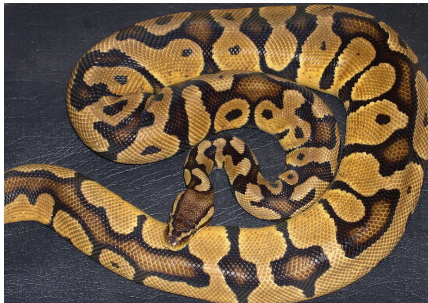 ADULT MALE PASTEL JUNGLE BALL PYTHON