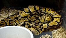 Female pastel and Male Pastel