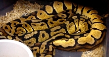 Male Pastel With Female Pastel 2