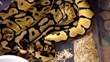 Pastel's copulation