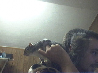 squirrel