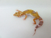 albino patternless red stripe het 4 raptor