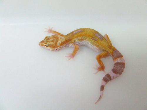 albino patternless red stripe het 4 raptor