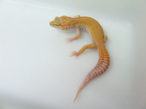 male aptor