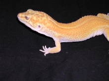 aptot het4 raptor