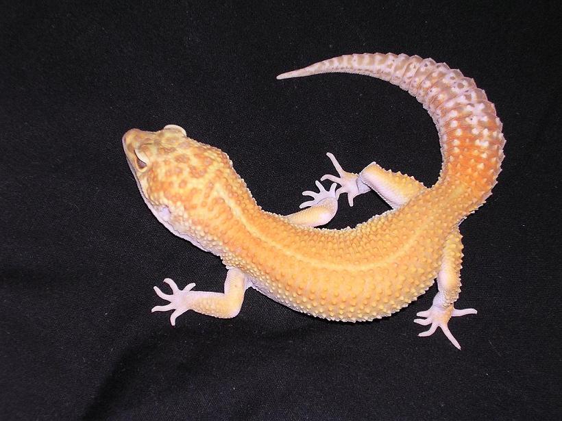 male aptor 100% het 4 raptor