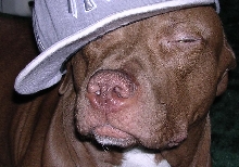 diesel dawg!