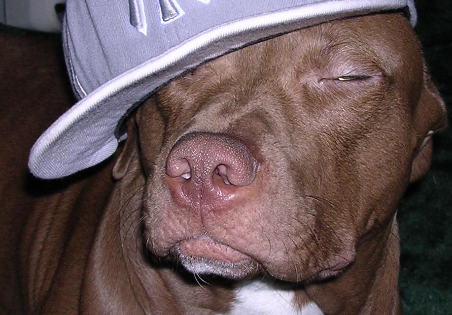diesel dawg!
