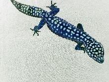 kool