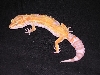 raptor het